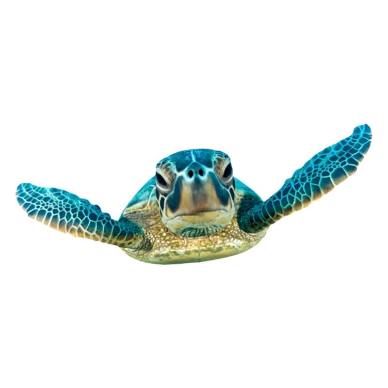 turtle tortoise animals animals10