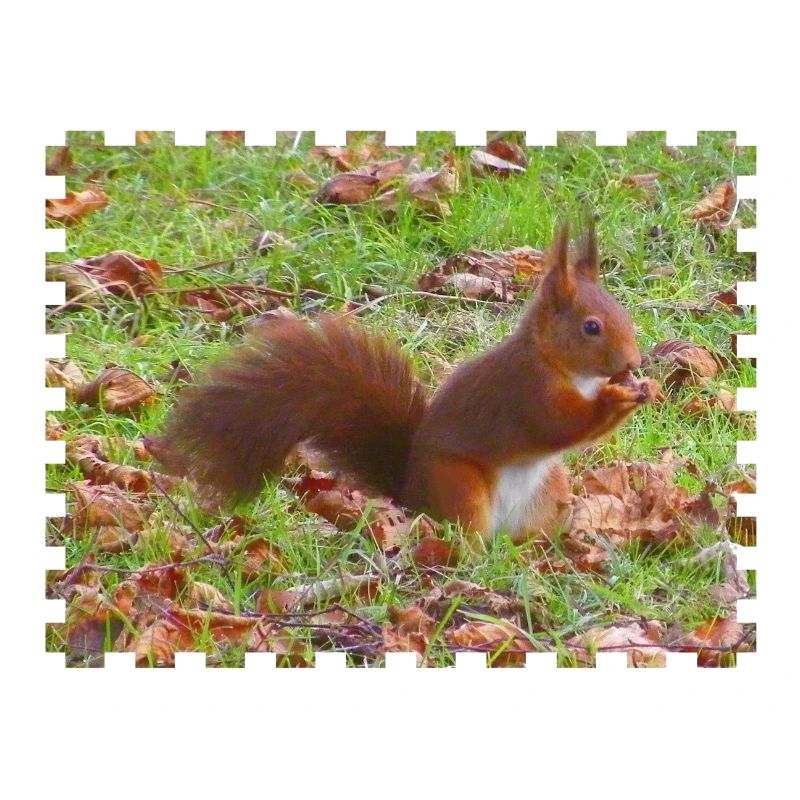 Ecureuil avec une noisette