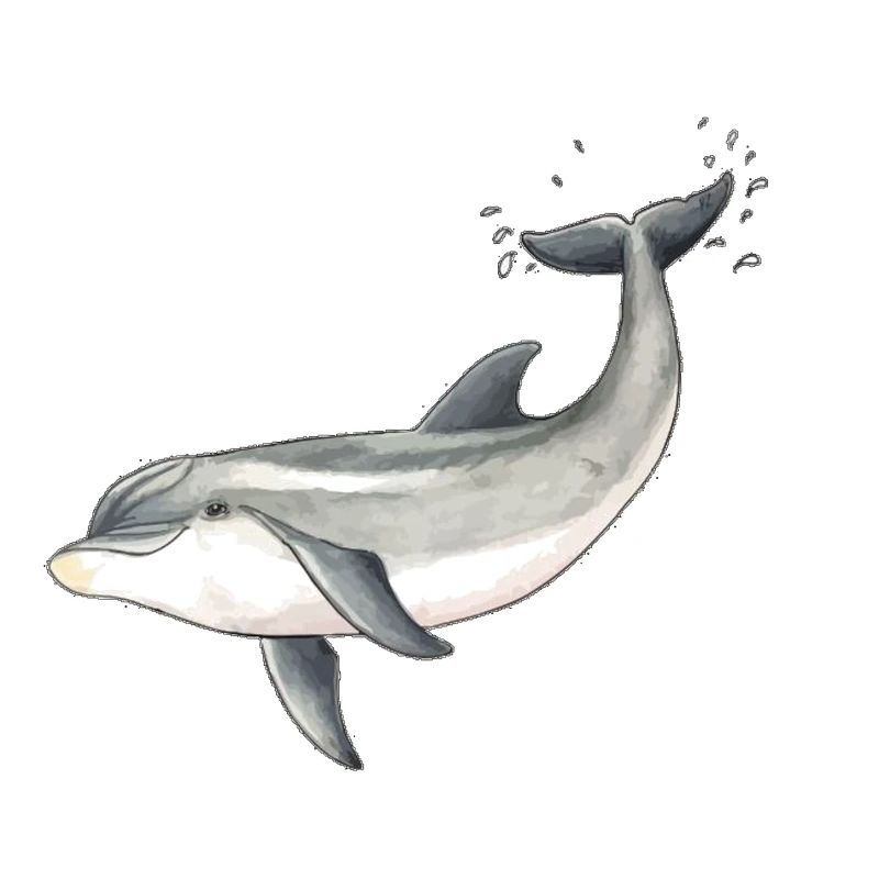 dauphin bébé - conception de dauphin bébé - Bébé dauphin