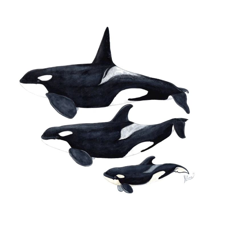 Orca - Schwertwal - ecause