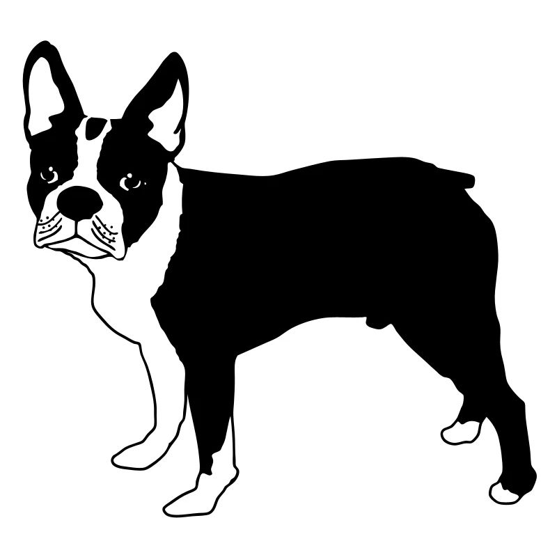 Boston terrier eu