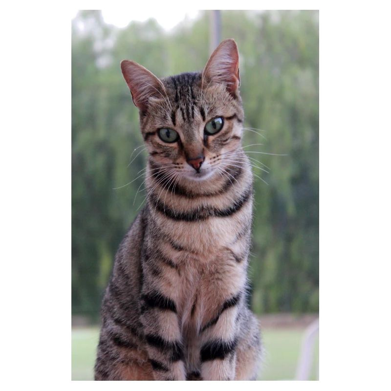 Cat Kitten