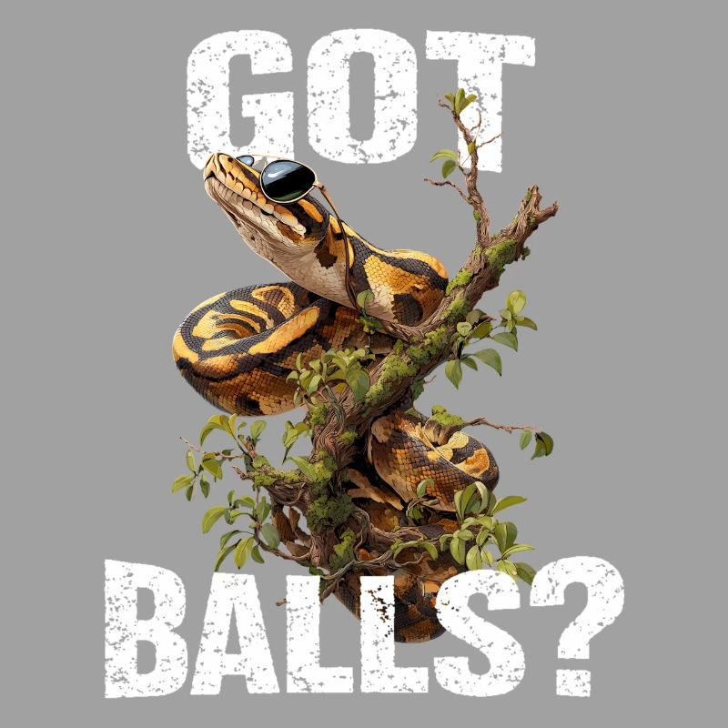 Königspython Schlangen Liebhaber Terrarium Python