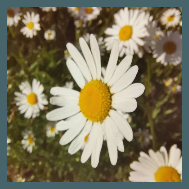 Gänseblümchen Sonnenlicht
