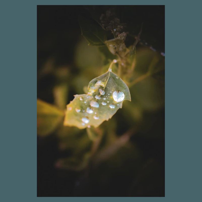 Blatt-Wassertropfen