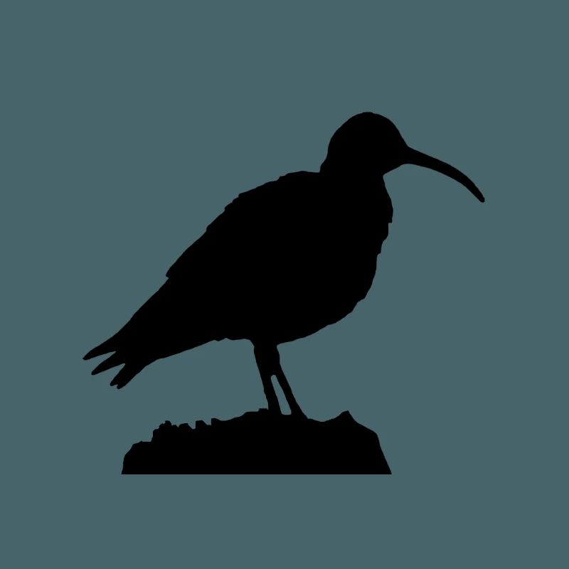 Brachvogel