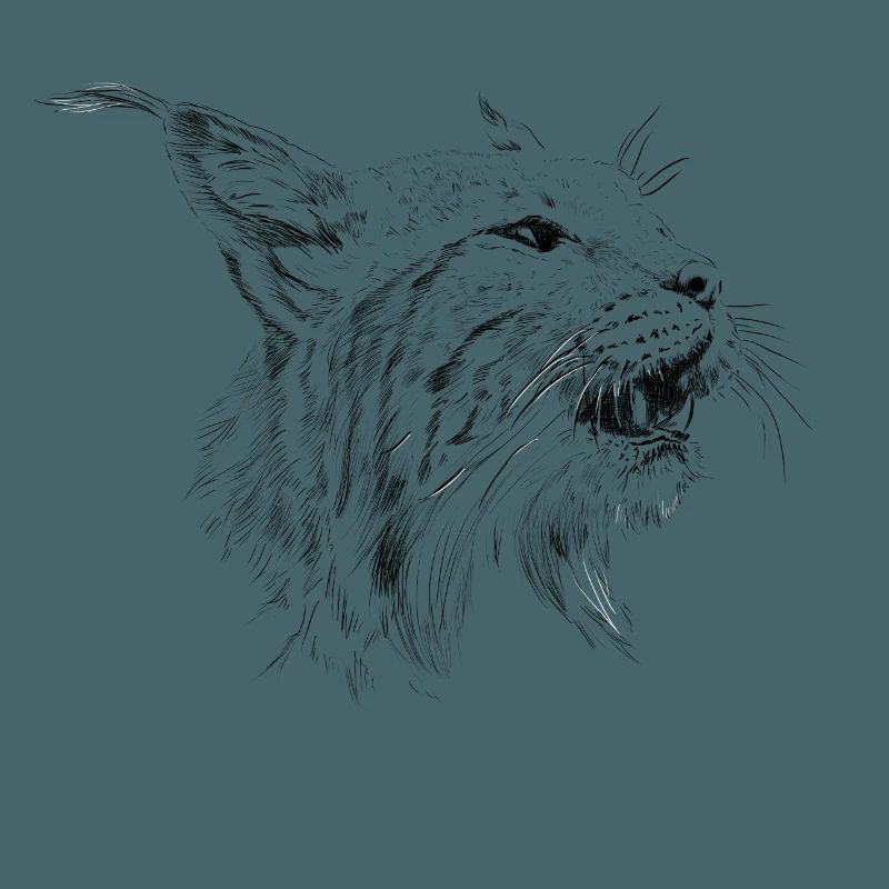 Luchs