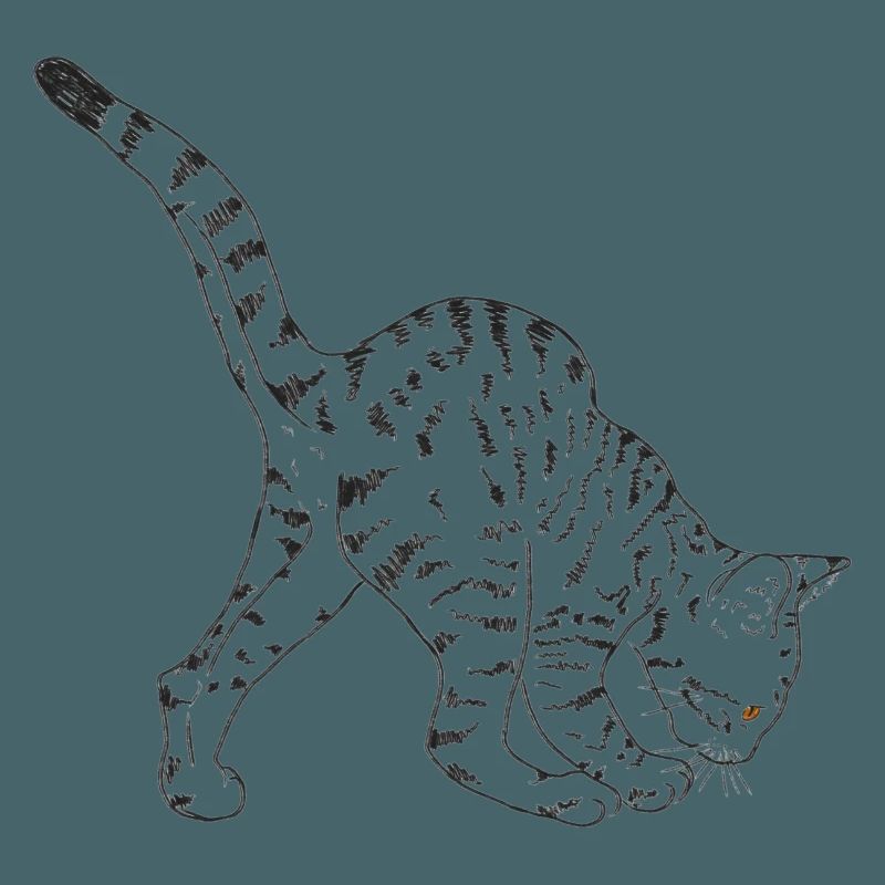 Schwarze Katze