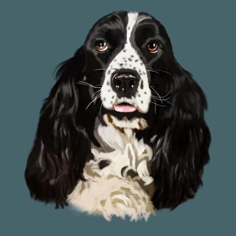 Cocker spaniel