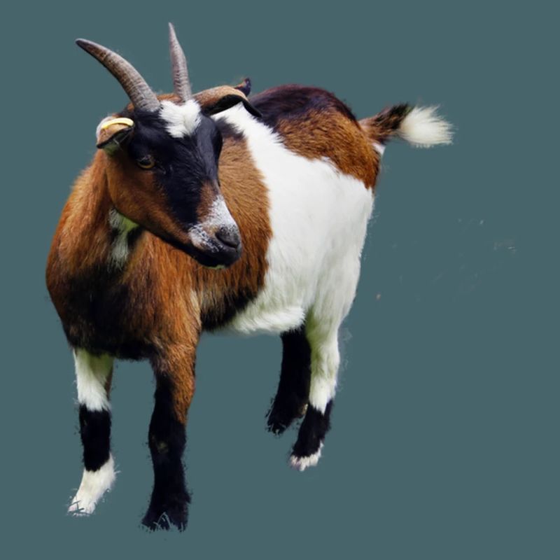 Ziege