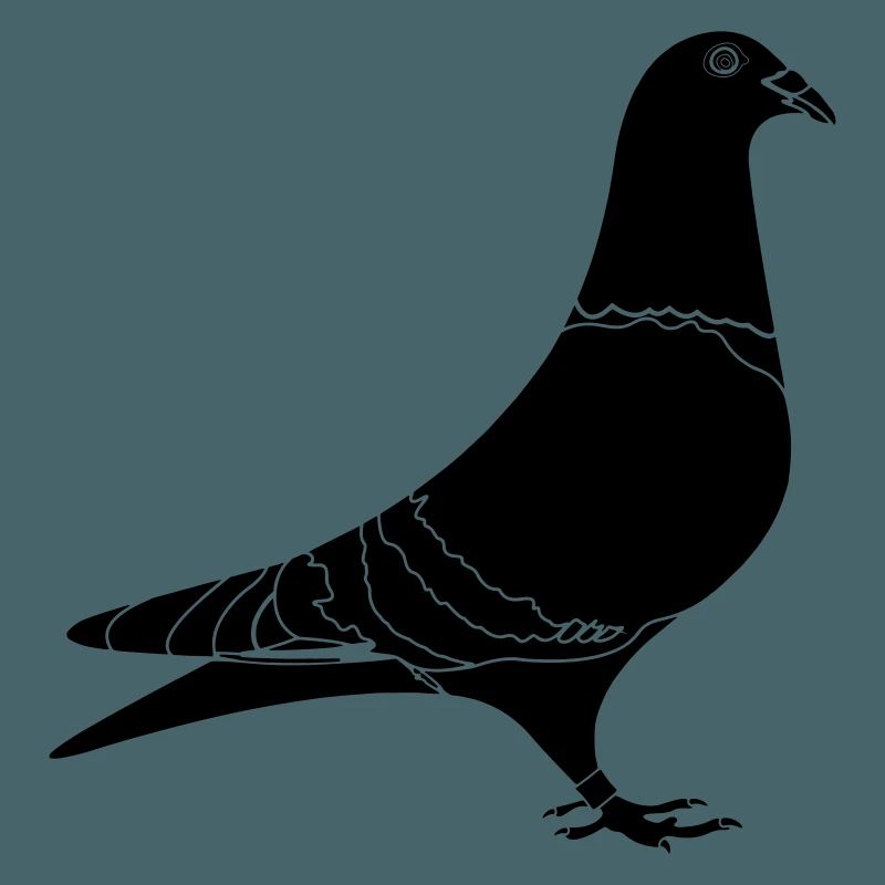 Brieftaube Schatten