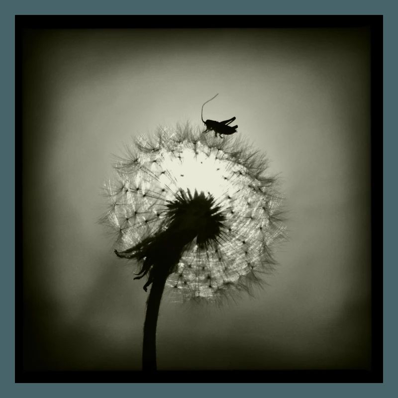 Tiny Planet