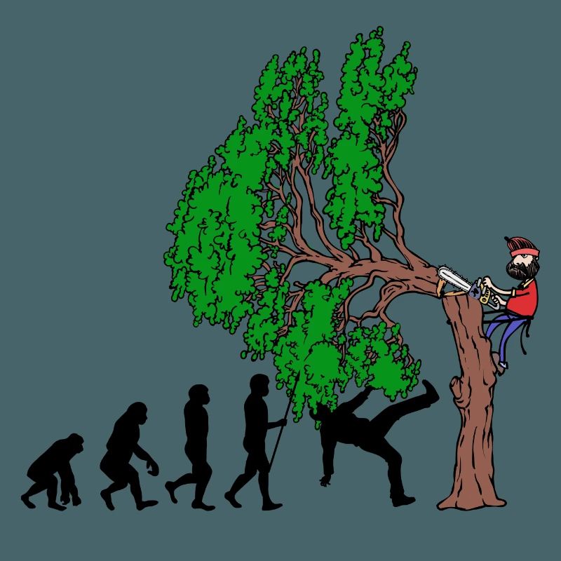 Tree Evolution Wood Lumberjack Lumberjack Forest