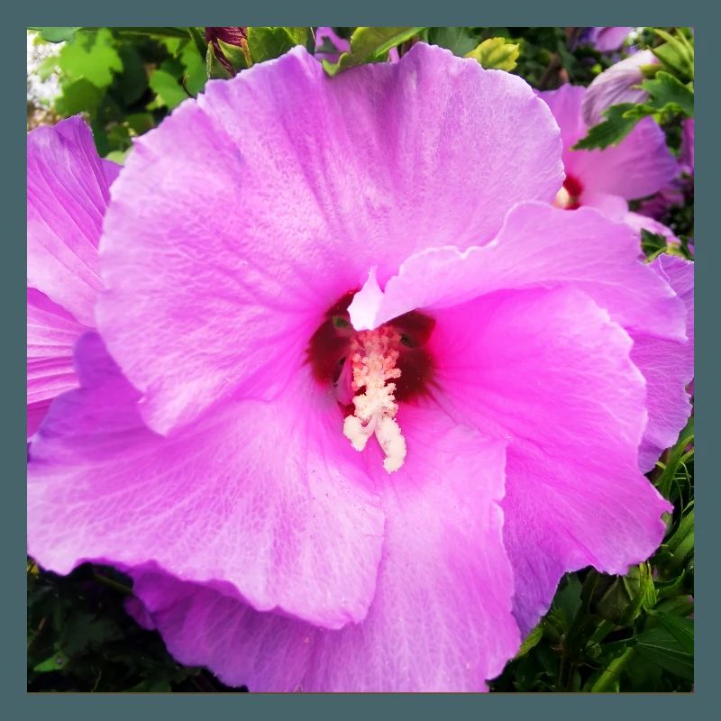 Malvenblüte