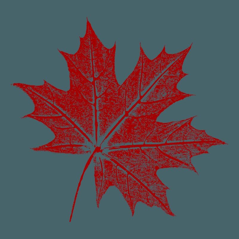 Maple leaf