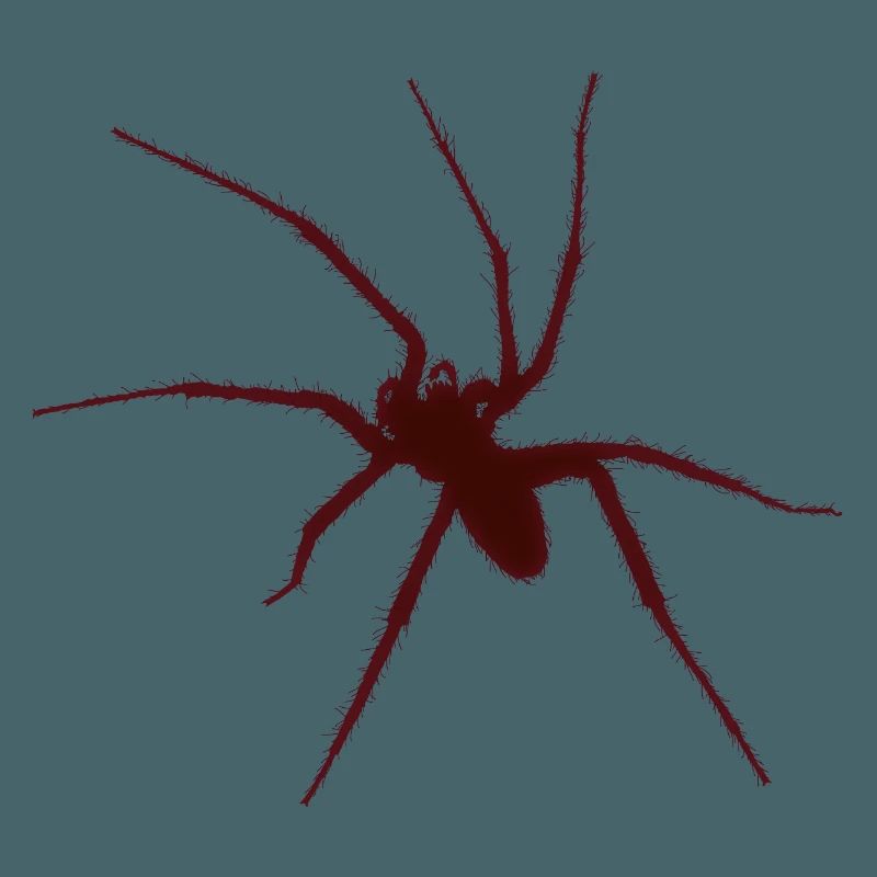 spider