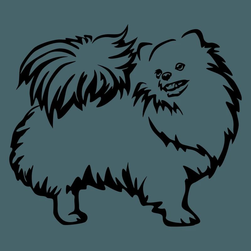 Spitz nain