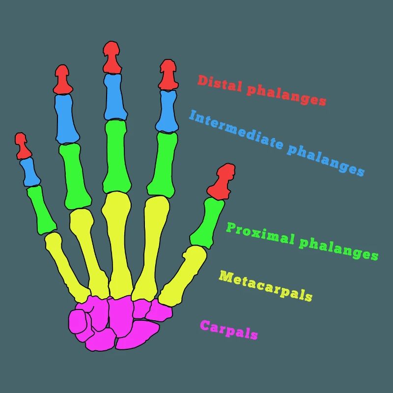 mains os anatomie humain évolution Physio