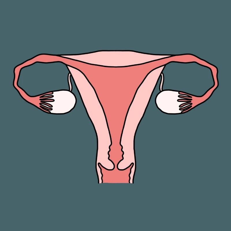 Uterus Gebärmutter