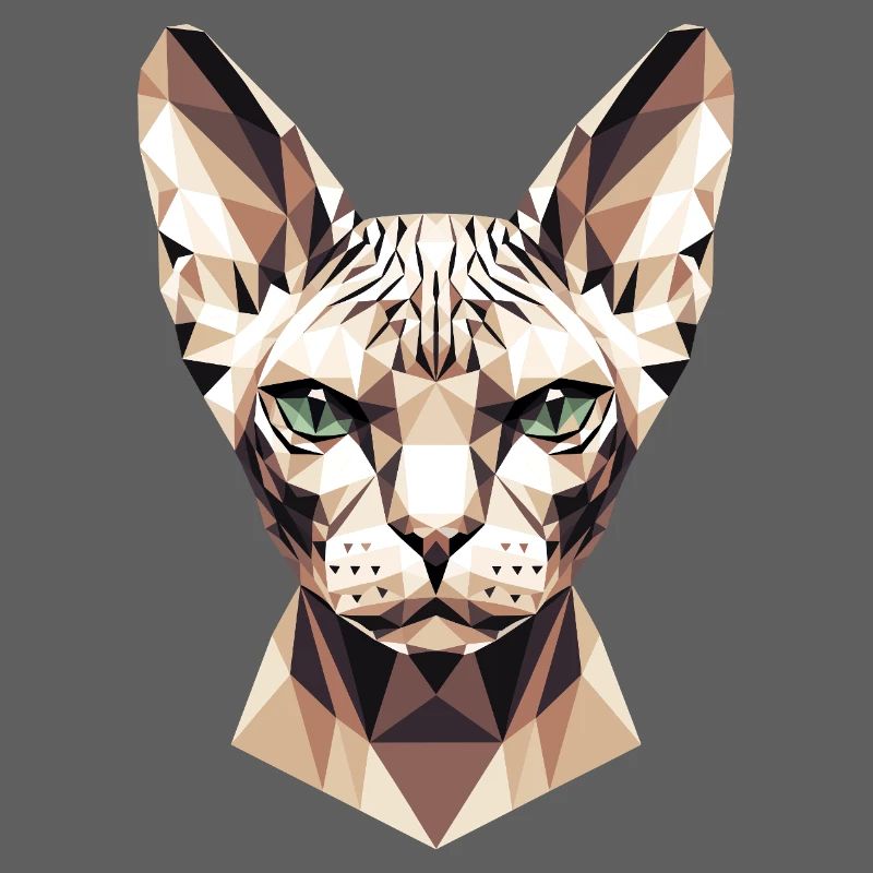 Sphynx Chat Sphynx Chat Chat Canadien Sphinx mignon