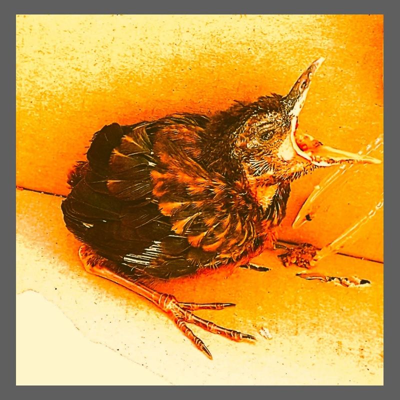 Hungrige Amsel