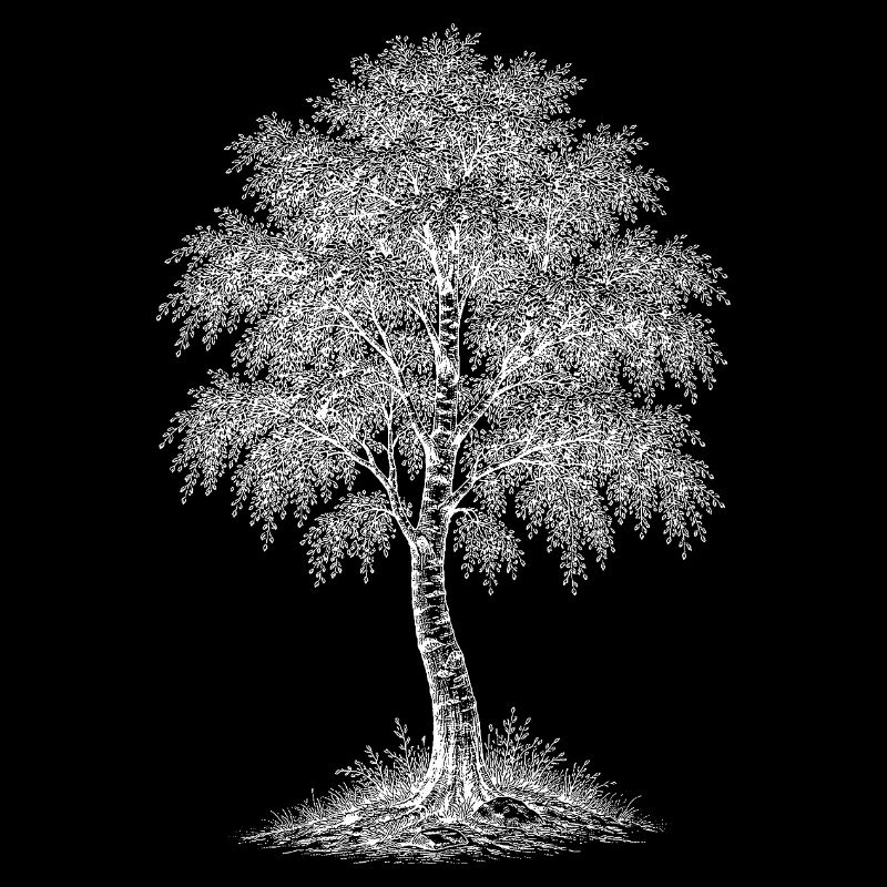 Birch