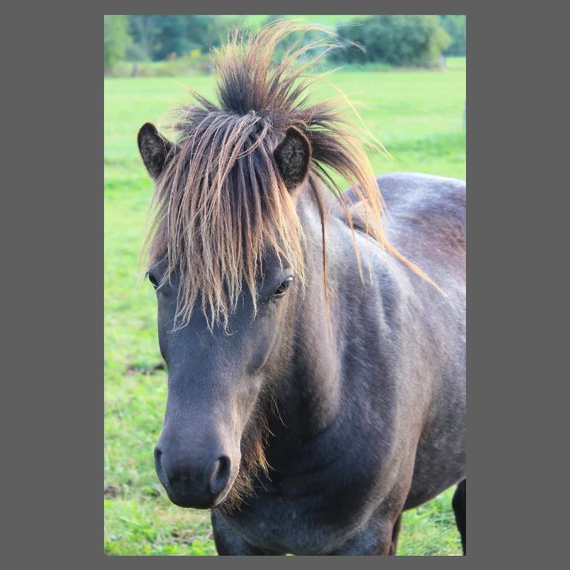 Affiche Cheval Cheval
