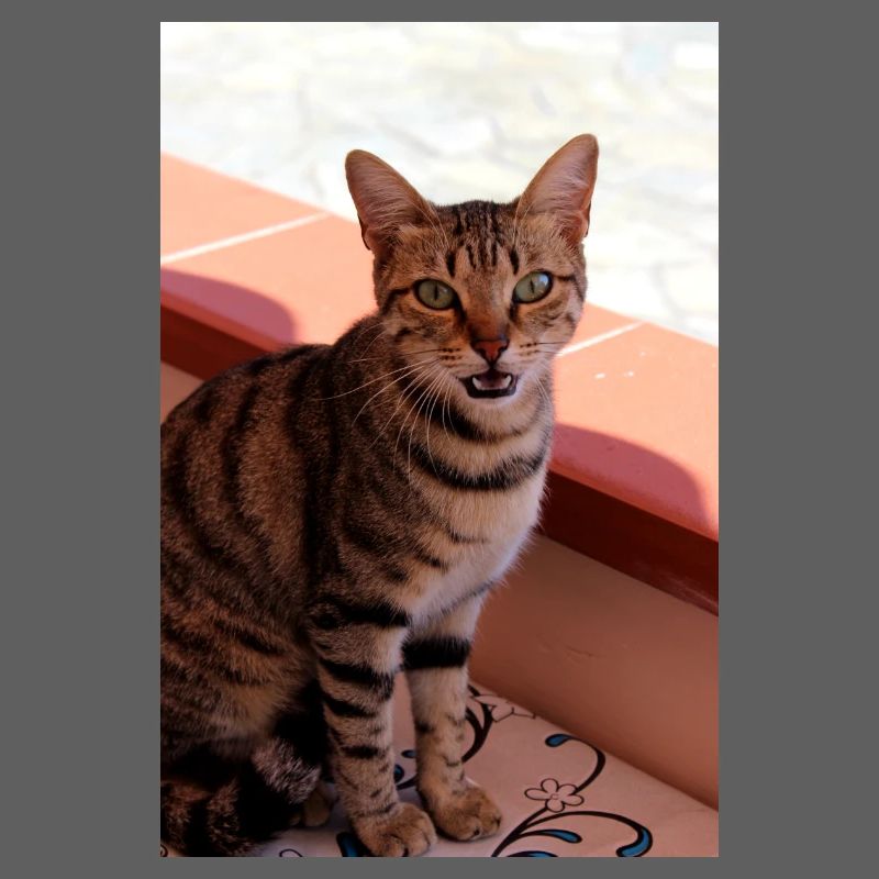 Chat