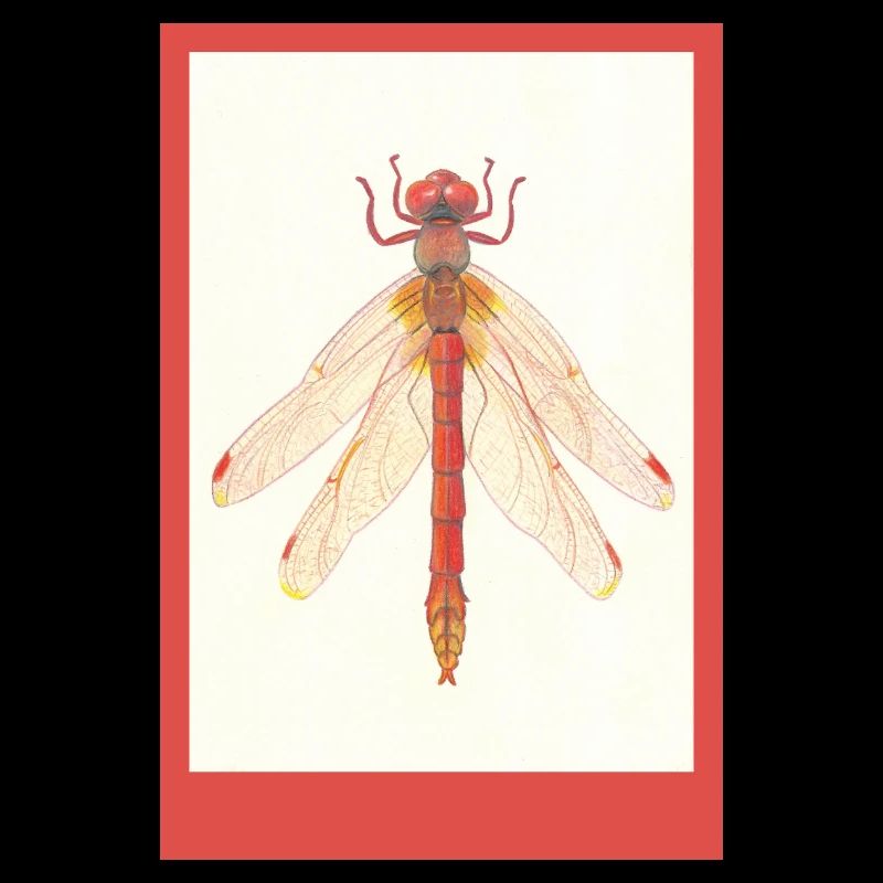 Rote Libelle Illustration