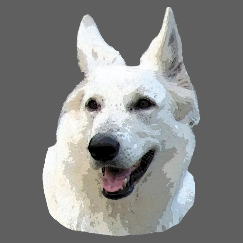 Weißer Schäferhund