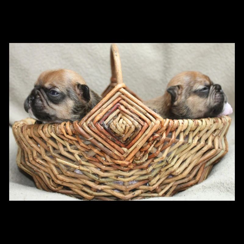 Bouledogues français deux chiots mignons