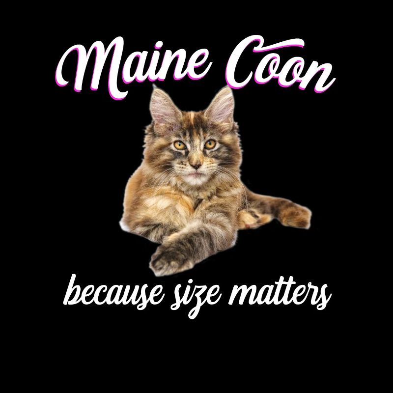Maine Coon Cat Because Size Matters