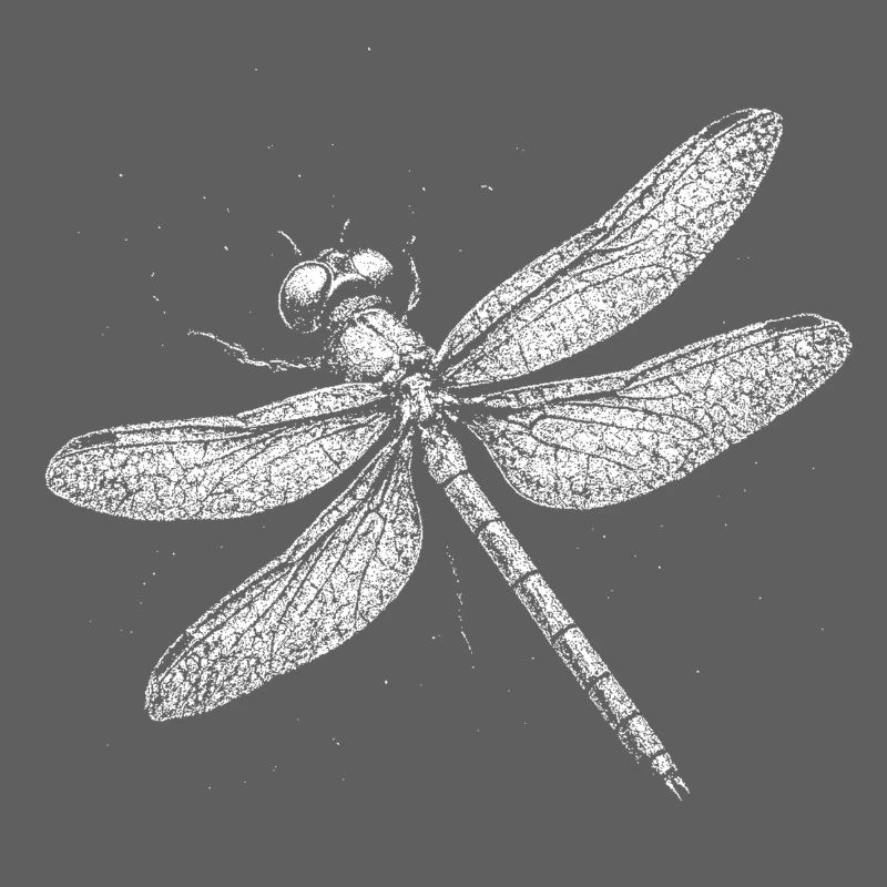 Libellule