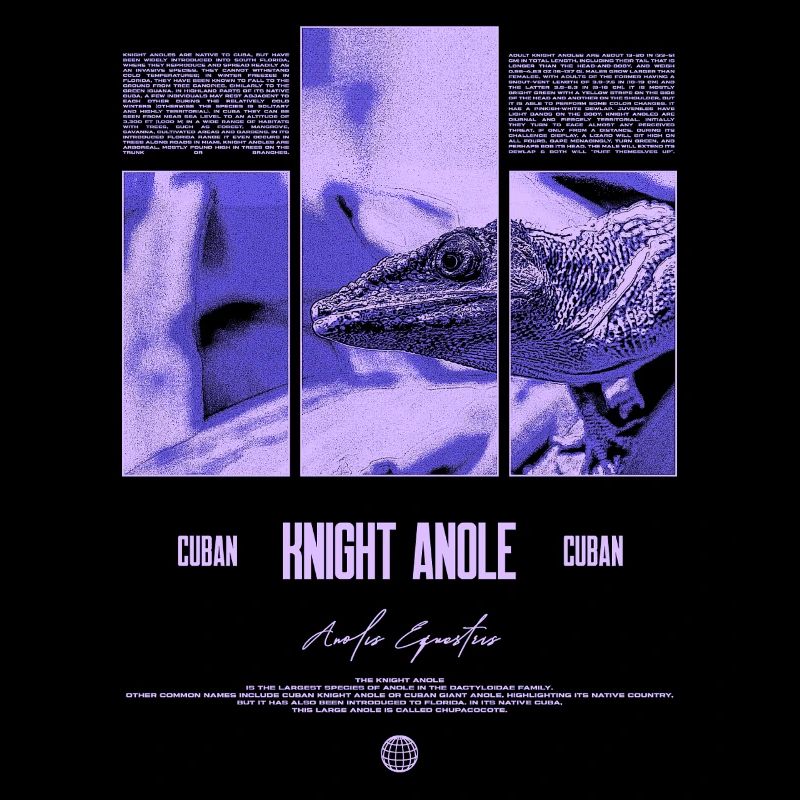 Cuban Knight Anole Lizard Owner Reptile Keeper