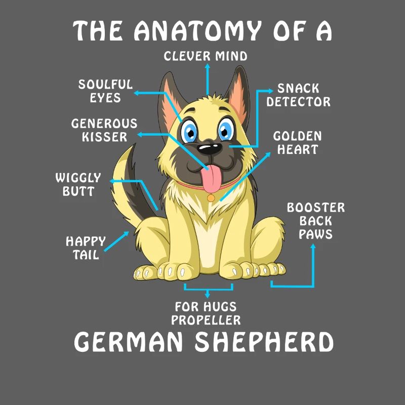 Anatomie eines Deutschen Schäferhundes