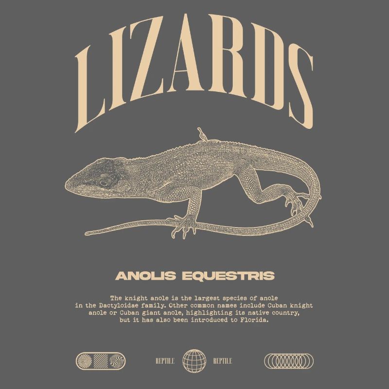 Cuban Knight Anole Reptile Keeper Lizard