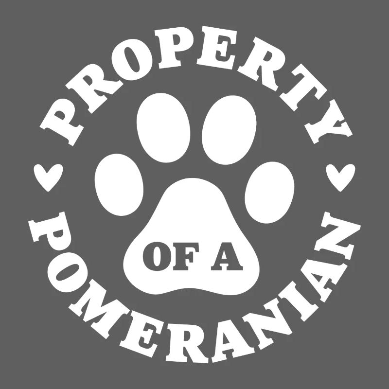 Eigentum eines Zwergspitzs