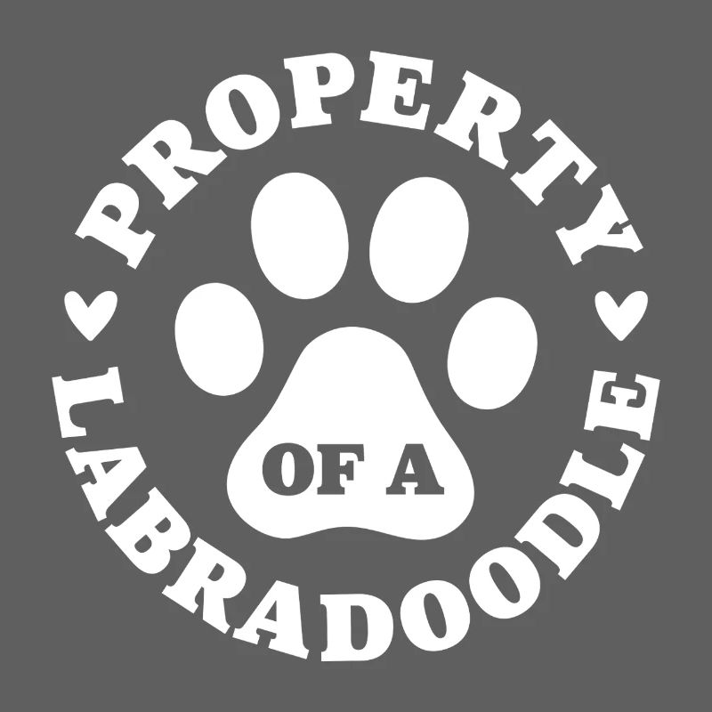 Eigentum eines Labradoodles