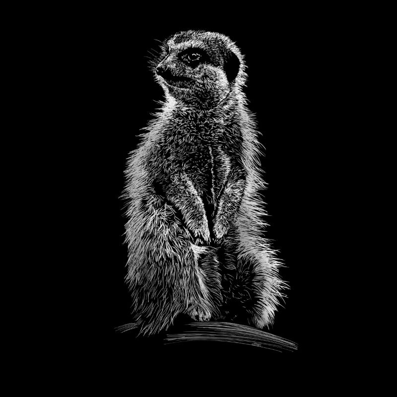 Erdmännchen