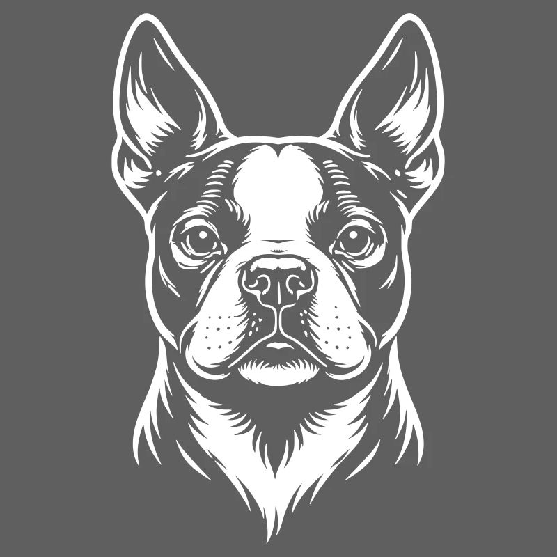 Tête de Boston Terrier