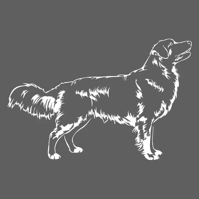 NOVA SCOTIA DUCK TOLLING RETRIEVER steh