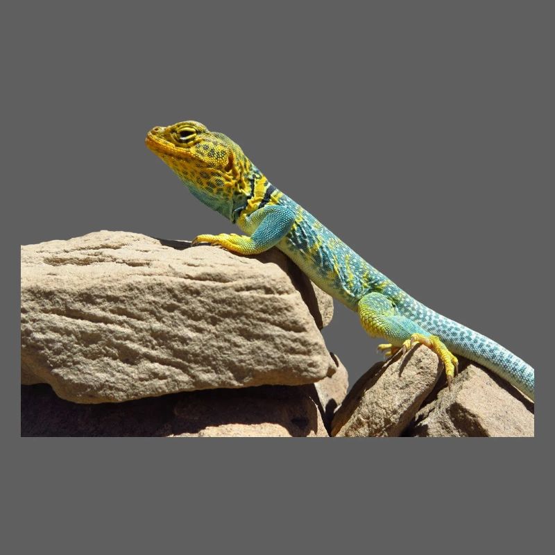 gecko lizard echse eidechse