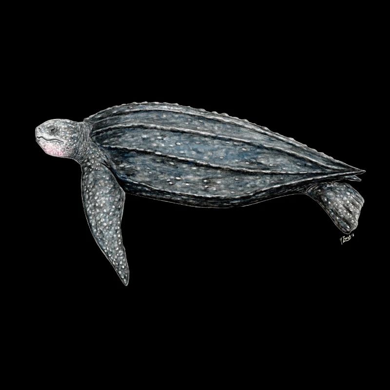 Tortue luth Leatherback turtle leatherback turtle