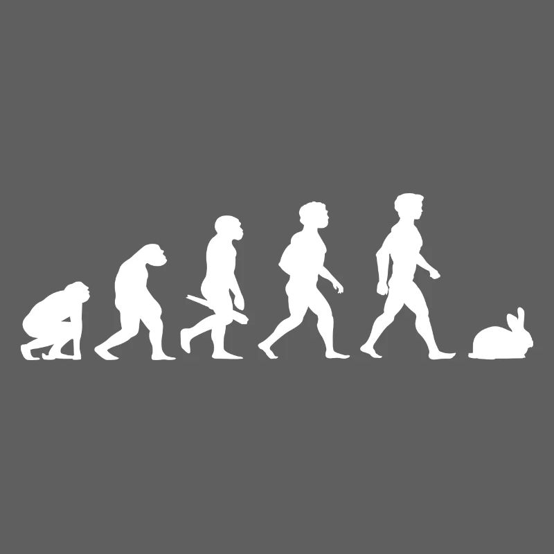 Evolution lapins lapin lapin rongeurs