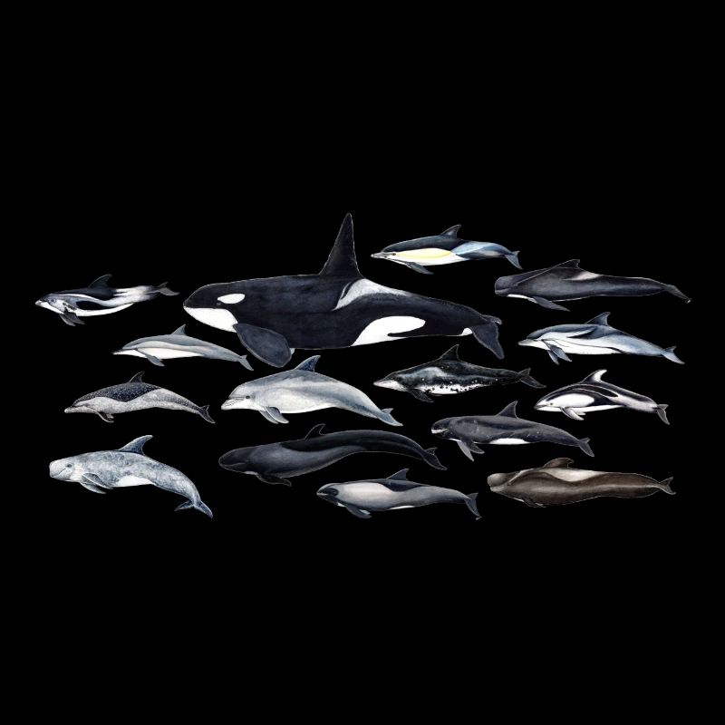 Dolphins - Dolphins - Dauphins - Delphinidae