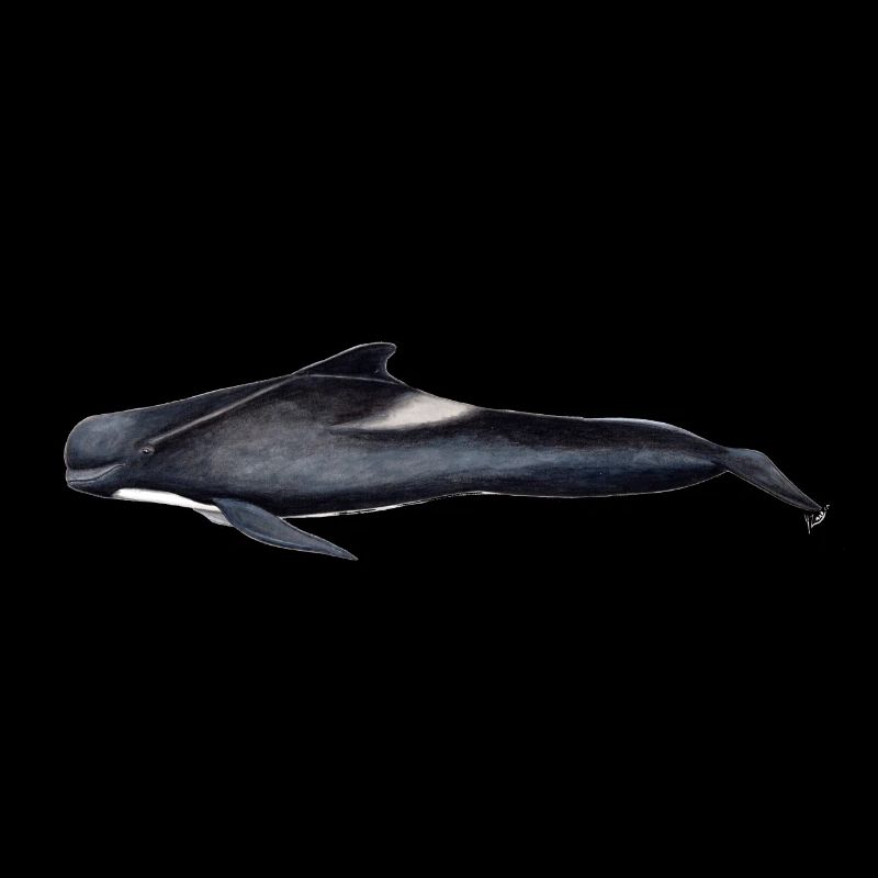 Pilot whale - Pilot whale - Globicephale noir