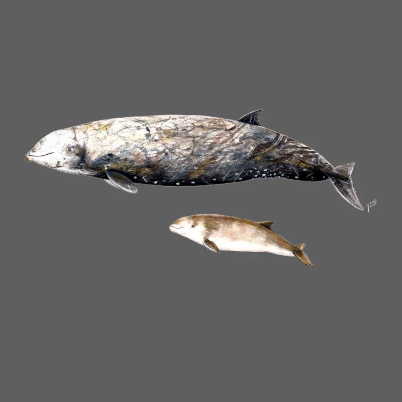 Cuvier-Schnabelwal - Cuvier-Schnabelwal Schnabelwal