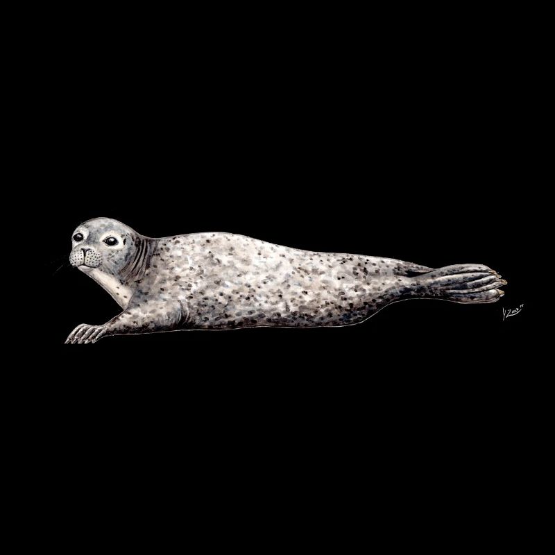 Phoca vitulina - Phoca - Phoque - Harbor seal