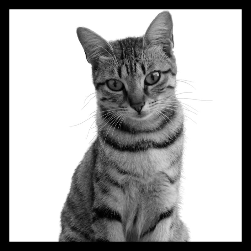 Chat blanc Chat Chat blanc Cadeau