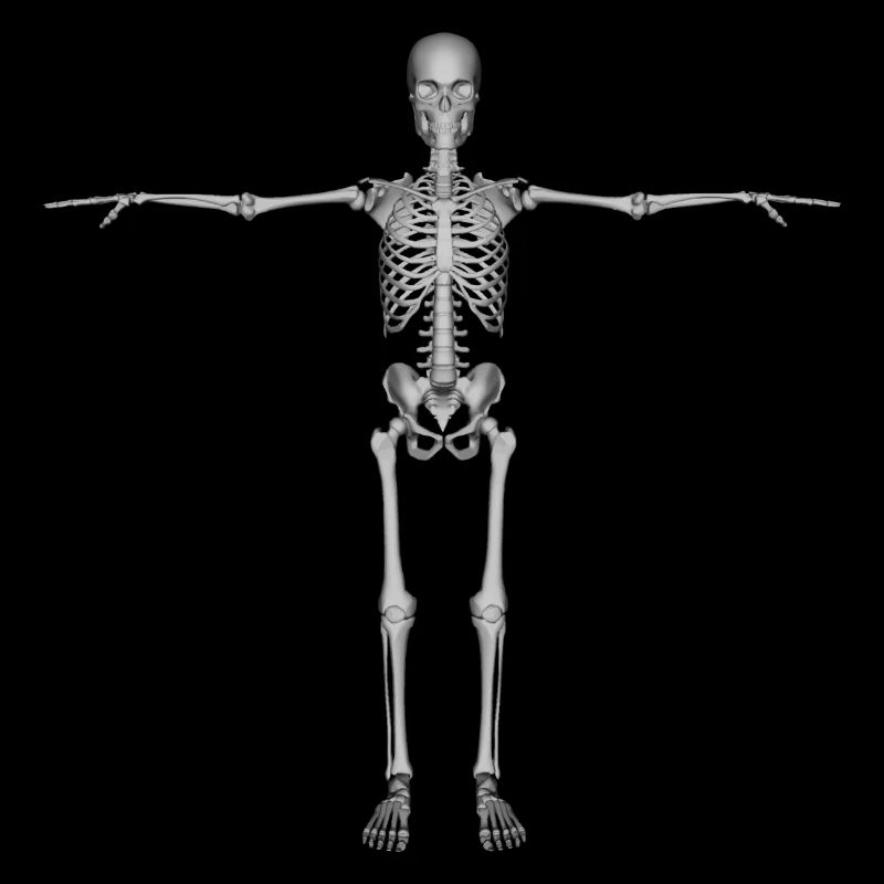 skeleton skelett bones knochen skull schaedel66